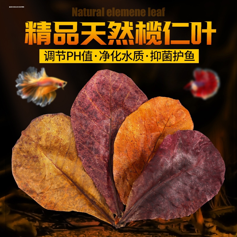 斗鱼榄仁叶榄仁叶水族包邮小型热带鱼龙鱼乌龟虾缸降酸水族ph值