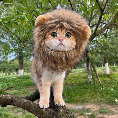 宠物帽子猫咪狮子头套金渐层英短蓝白狗狗幼犬可爱搞怪变装帽配饰