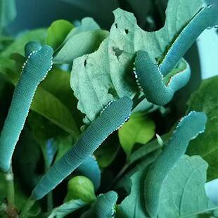 速发蝴蝶蛹可孵化认主凤蝶绿带翠凤蝶碧凤蝶蓝色多品种蝴蝶卵孵化