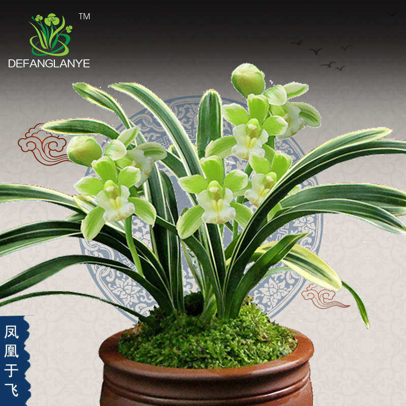 兰花苗金边兰花大花蕙兰 凤凰于飞 浓香四季盆花室内花卉植物盆