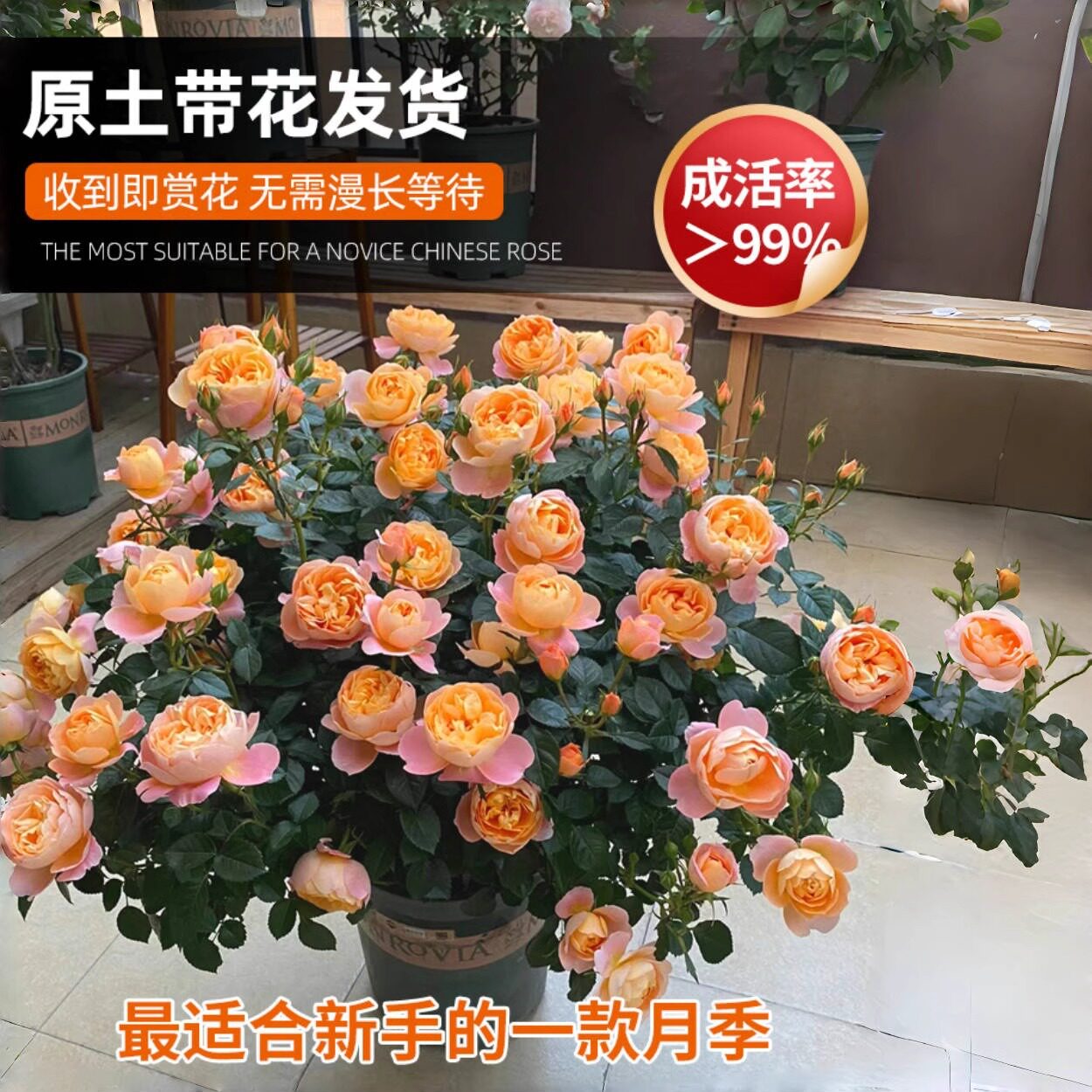 果汁阳台月季庭院盆栽带花苞花苗四季开花玫瑰花树苗老桩蔷薇花卉