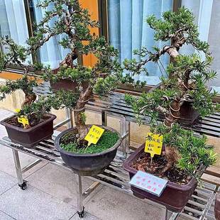 多层多肉花架台子花简约室内外盆景P100 不钢加宽盆架阳花架阶梯式