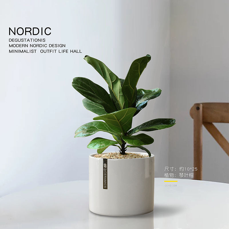 琴叶榕绿萝小盆栽桌面绿植发财树办公桌植物室内四季常青耐阴花卉