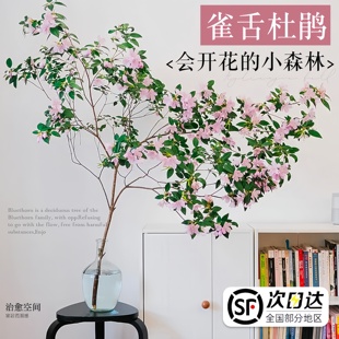 速发木舌养鹃水培植物室内好杜高大马醉雀吊钟树枝条水养鲜切绿植