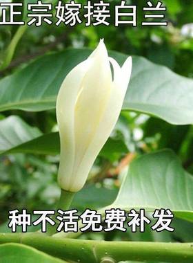 速发白兰花盆兰白玉兰嫁接黄角兰黄桷栽黄玉兰庭苗常绿花院苗