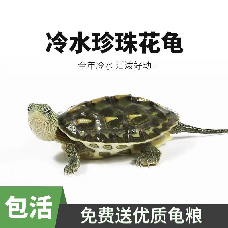 速发【送龟粮】中华花龟珍珠龟外塘小乌龟三物活线草龟观赏龟活物