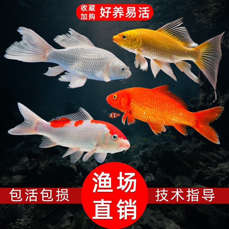 速发锦鲤鱼活鱼观赏鱼纯种大冷红白型水红水好养耐活淡鲤鱼苗