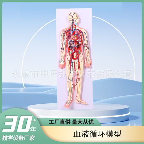 人体血液循环教学系统模型高级人体血液循环系统教学模型心外模型