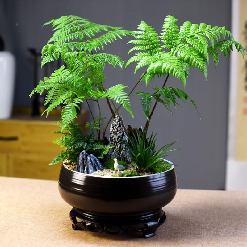 红灵蕨老盆景桩内茶室办公中桌客厅式复室古植物观赏桌面xy202403