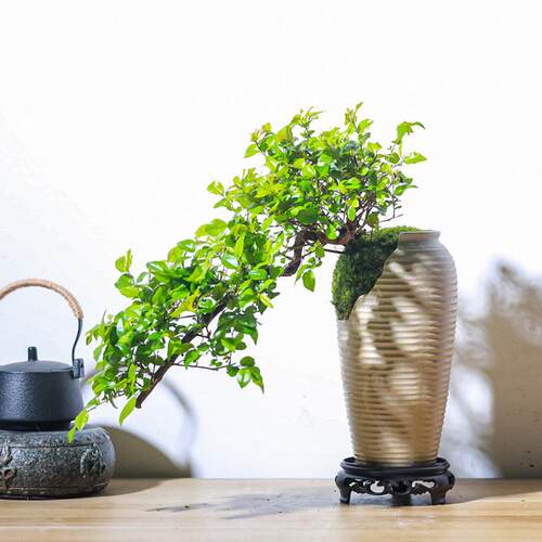 景悬崖式EXW老桩雀梅盆飘枝造型盆室迁内中式栽茶室阳台乔送礼绿