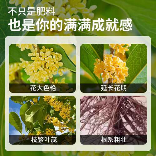 花树肥料专用缓释颗粒肥专治黄干合QGUE8732枯叶干尖肥桂料四季桂