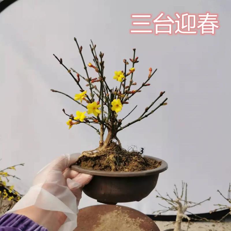 重瓣迎春型花盆景提FOQ根老桩台迎春虎蹄迎三春花高档造盆栽活易