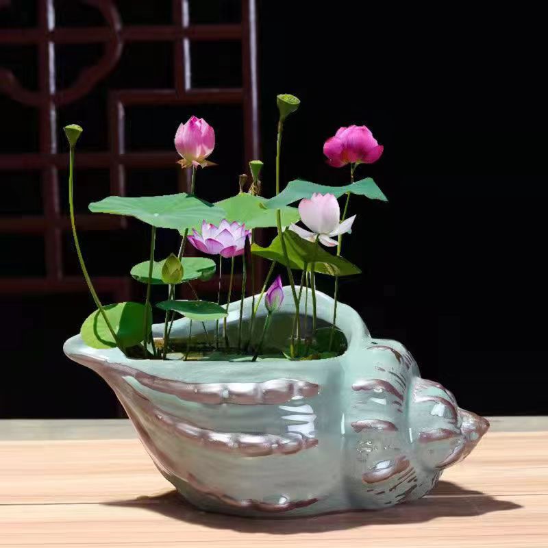 文竹多肉花盆哥窑禅意陶瓷装饰摆件客厅创意微景观植物小组合盆栽
