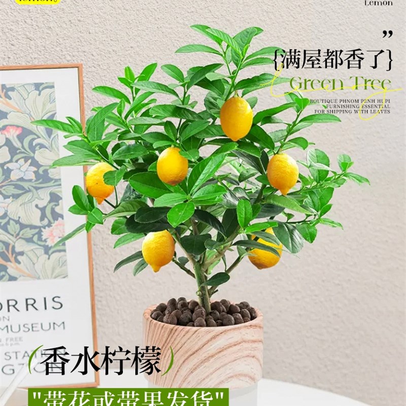 香水柠檬树苗果树盆栽四季带果可食用室内客厅阳台好养花卉绿植物