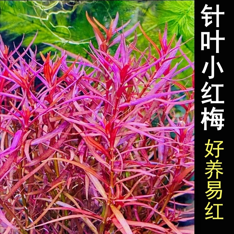 速发针叶红小梅水草水下叶红色鱼缸发景后景阴性易造色无需二氧化