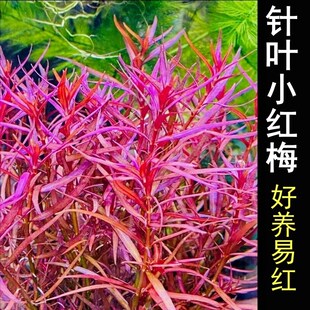 速发针叶红小梅水草水下叶红色鱼缸发景后景阴性易造色无需二氧化