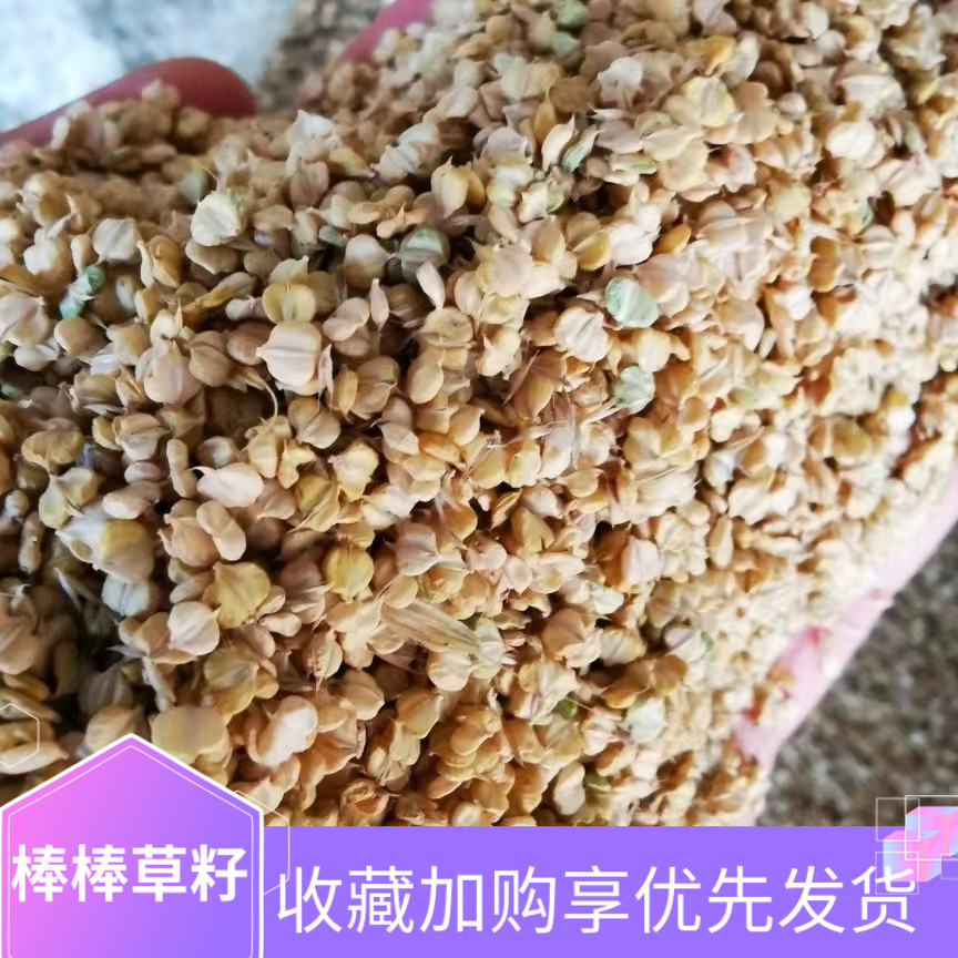 速发棒棒草籽小龙养虾殖耐寒低温水草苦梗草菵草种粺籽挺水水草水