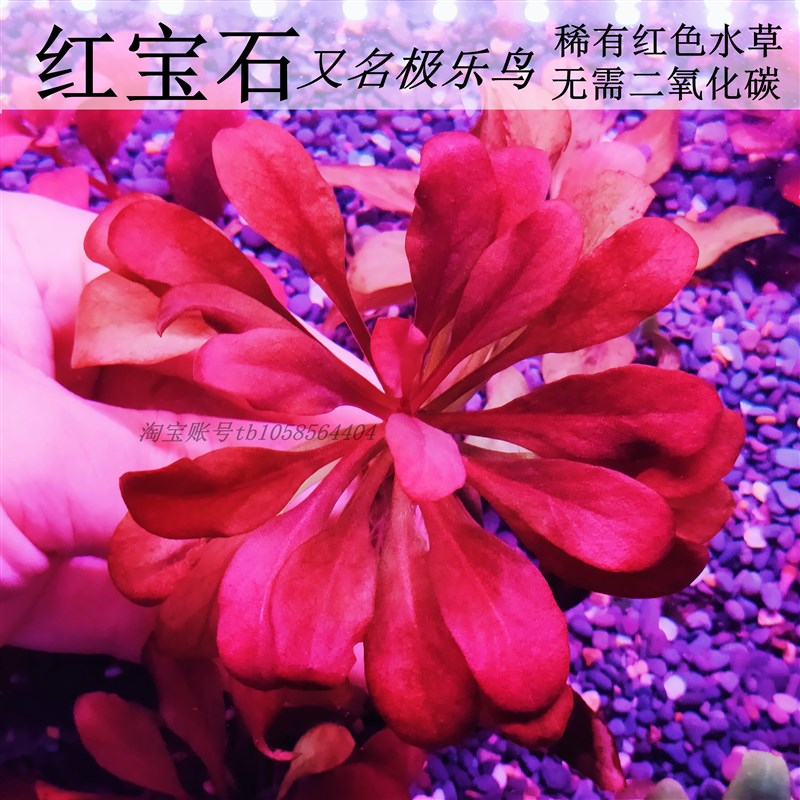 速发红宝石极乐鸟红无稀有高饰水草前景阴色菌杯性鱼缸草缸装端造