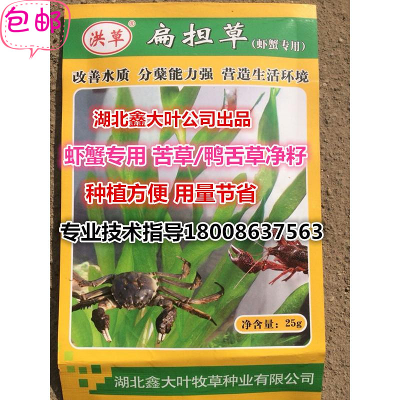 速发苦草纯籽虾殖养蟹水草鱼池鸭质改良扁担草水韭菜水舌头鸭舌草