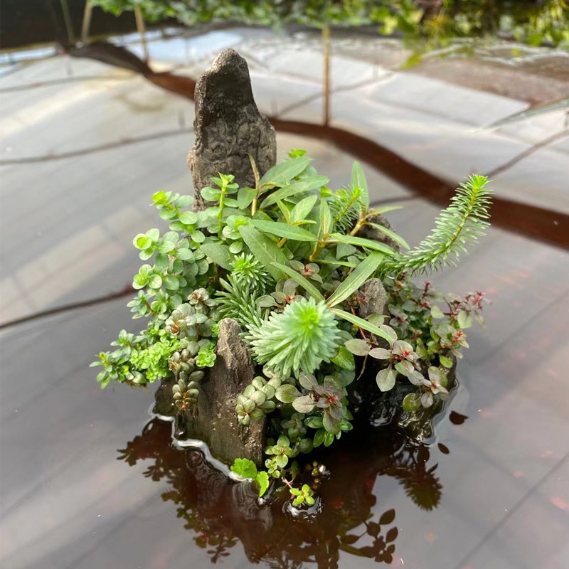 速发山形石混水合草鱼草缸a景矮珍珠绿宫廷牛顿懒人增氧 阴性造da