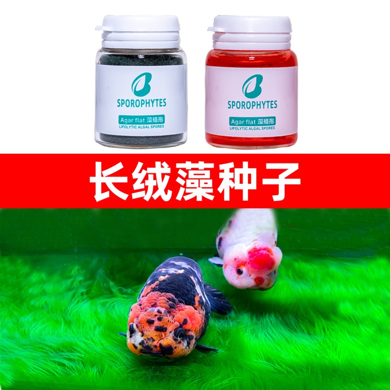 速发绿绒藻绿地毯水池绒族箱绿苔鱼缸种绿毛藻长绒淡水短水藻水草