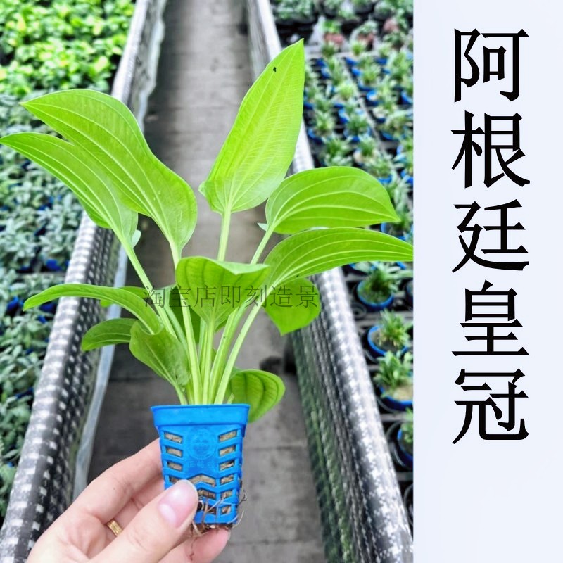 速发叶根廷水草下水植阿物草真草活古法原生缸溪流缸造景后景