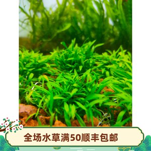 速发鱼缸造景前景水草景前 迷你椒草草可以蔓延成 皮 生长缓慢