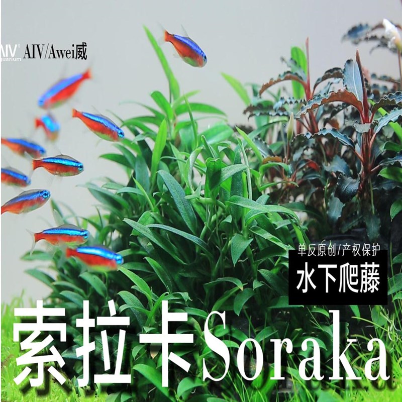 速发水拉品水草索下爬藤鱼缸造景新卡稀缺辣椒榕伴生素材印尼原产
