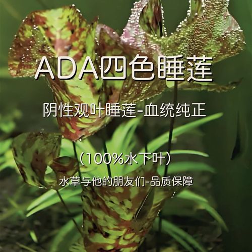 速发ADA四色睡莲(10速%水下观)阴性水草叶叶型睡莲。生长迅0易