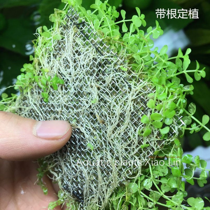 速发爬地大珍珠草坪景片定植前景草水草你网迷造矮速成真水草
