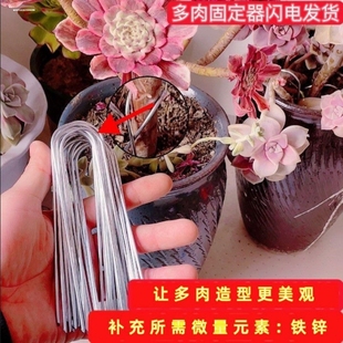 圆弧形多肉固定器地插U型压曼叉地钉月季 压枝神器圆弧地钉金属