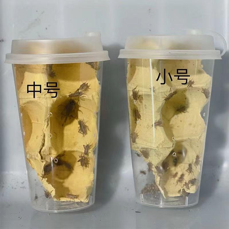 空杯装蟋蟀活体白蛐蛐奶茶杯空杯