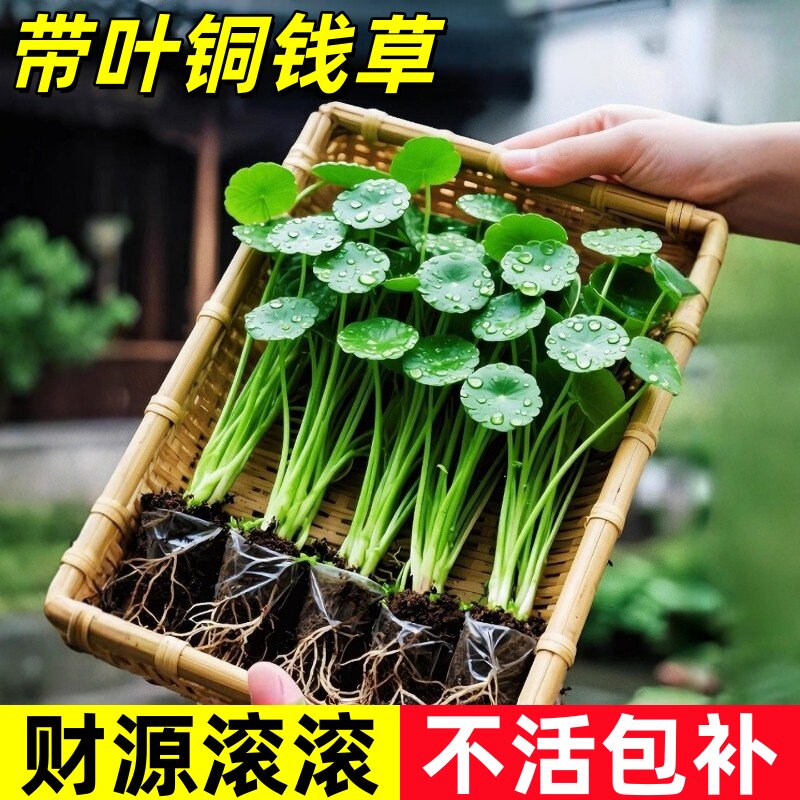 精品大叶铜钱草水培植物金钱草盆栽水养绿植办公室内好养客厅旺宅