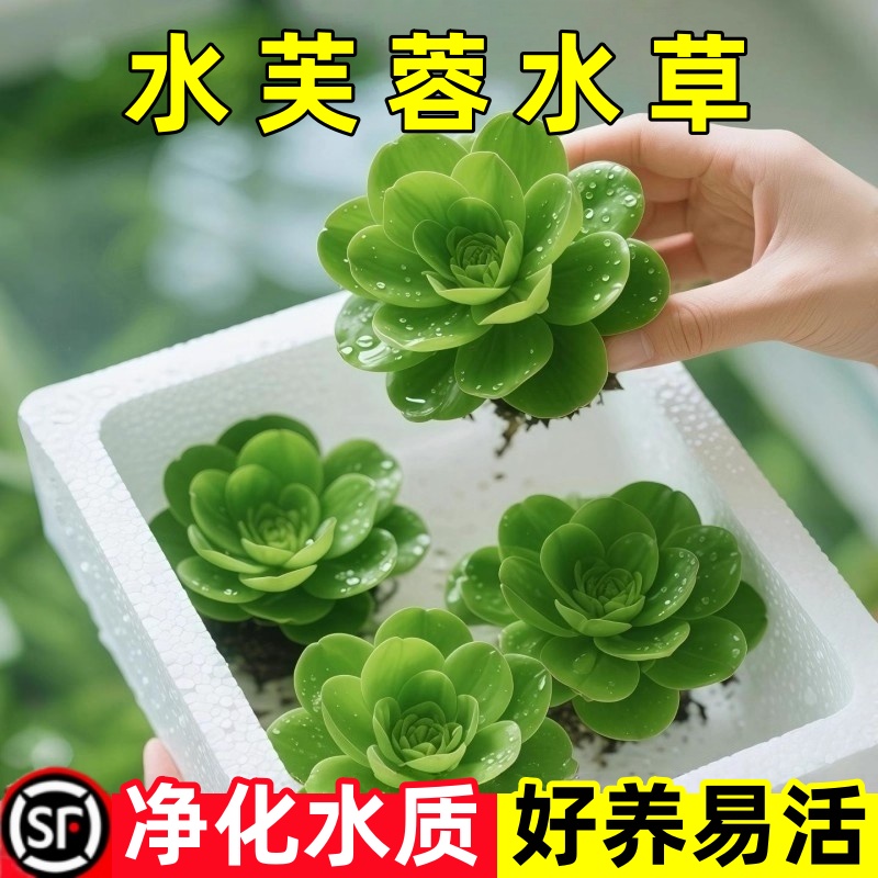 水芙蓉浮萍水葫芦懒人水草净化植物水质鱼缸造景池塘水生植物水培