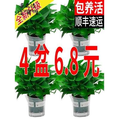 绿萝盆栽室内水培长藤垂吊大叶绿箩新房家用植物花卉绿植吸除甲醛