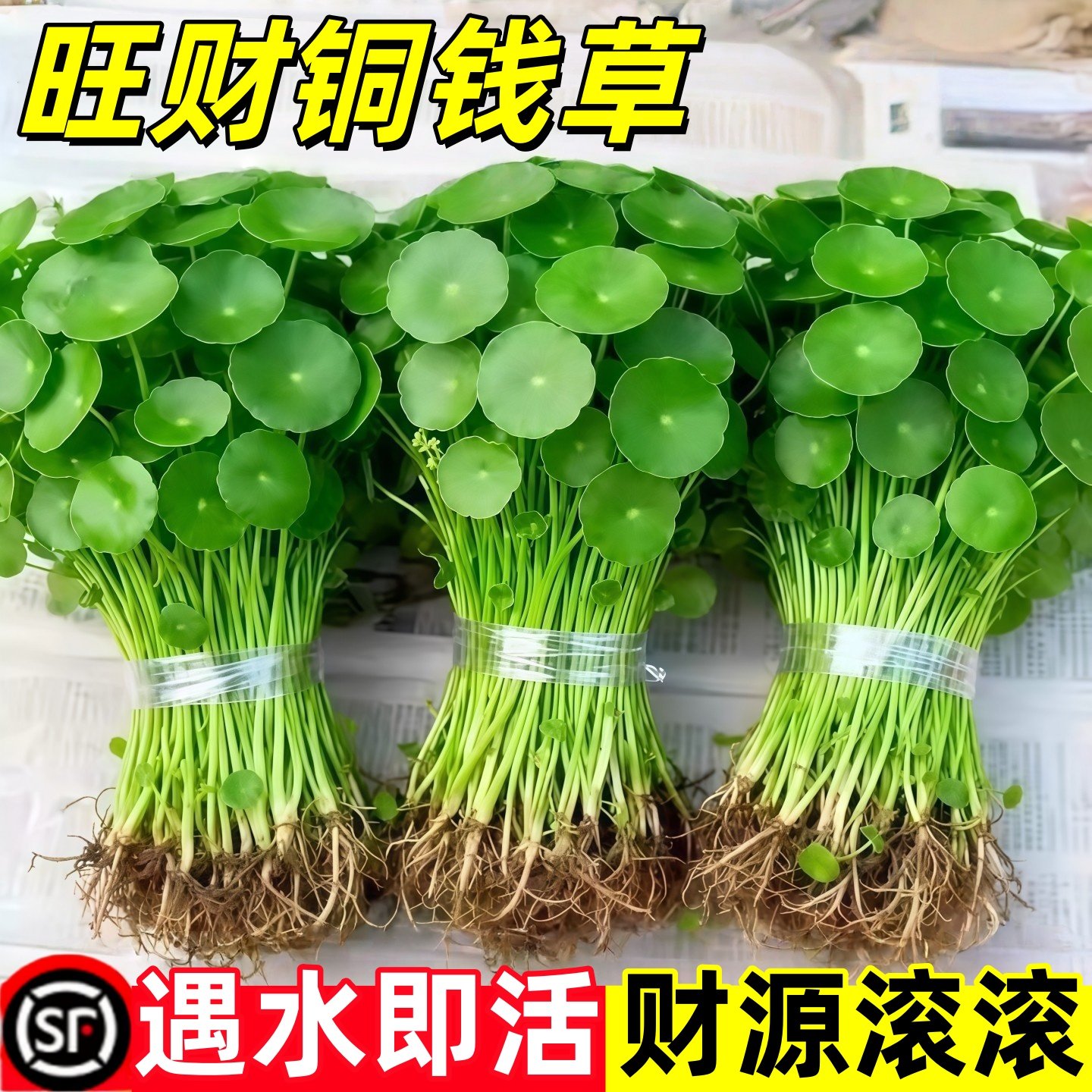 带叶铜钱草水培植物办公室内盆栽客厅桌面绿植花卉趣味水养金钱草