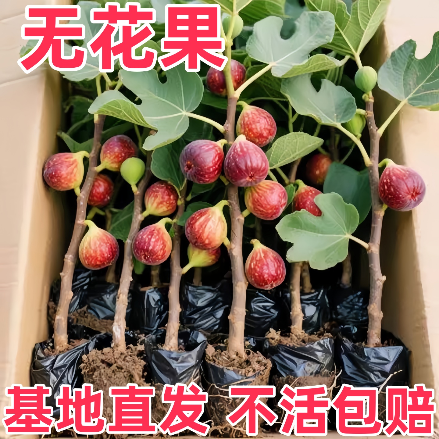 无花果树果苗特大果矮化盆栽波姬红南方北阳台四季种植耐热水果树