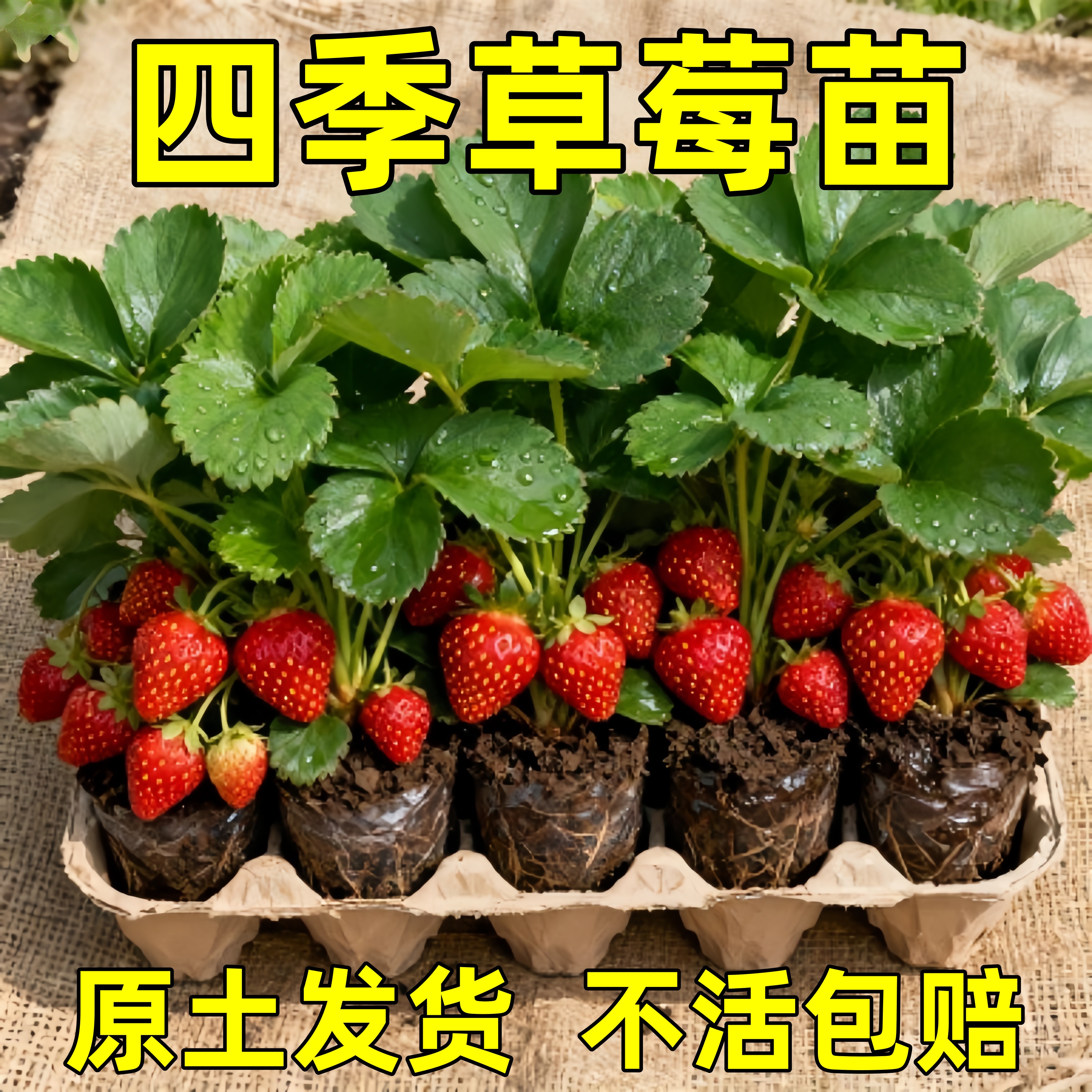四季草莓苗奶油红颜草莓秧当年结果大棚种植草莓盆栽新苗带土果苗