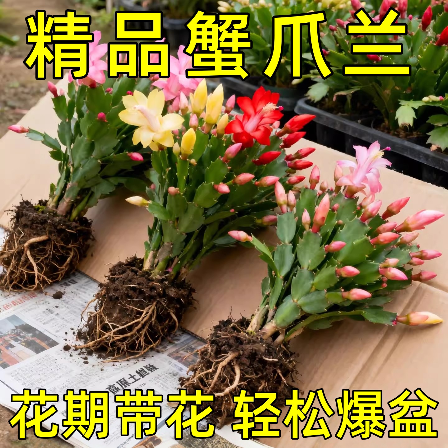 重瓣蟹爪兰花苗盆栽新品净化空气多色花卉室内阳台植物四季好养活