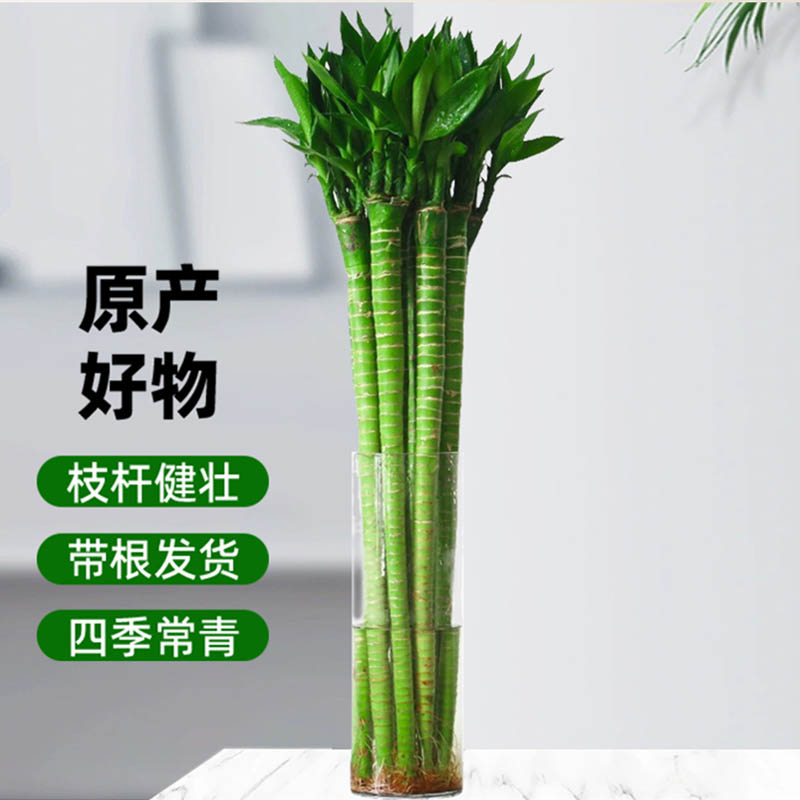 带根文昌竹富贵竹龙竹水养植物观音竹桌面室内客厅盆栽水培绿植