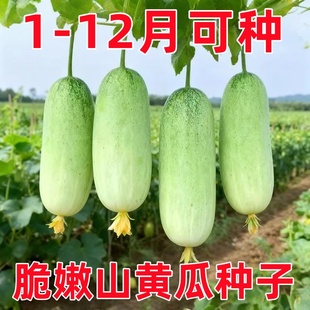 云南山黄瓜种子四季老品种老黄瓜小黄瓜大青瓜甜糯水果黄瓜野菜籽