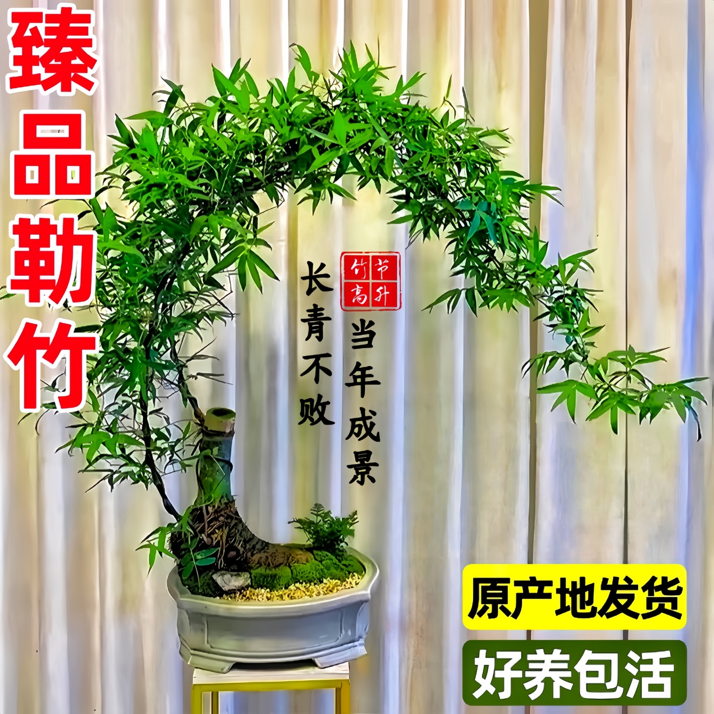 小叶簕竹勒竹成品熟桩老桩茶室客厅办公室禅意北方意境竹子盆景