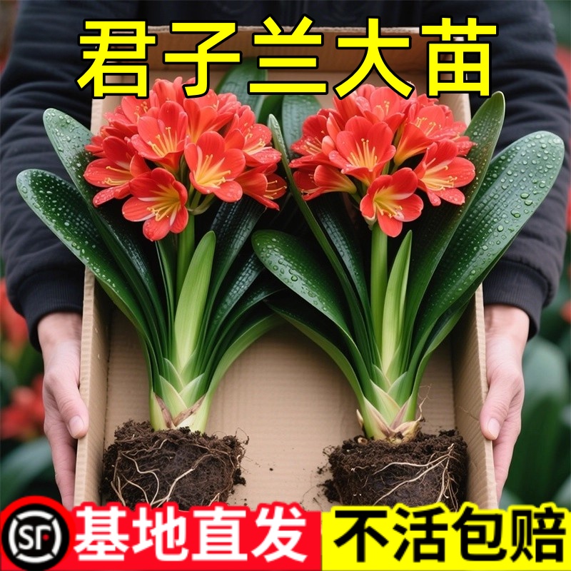 君子兰盆栽元宝君子兰开花植物室内自己常绿好养花卉观花植物