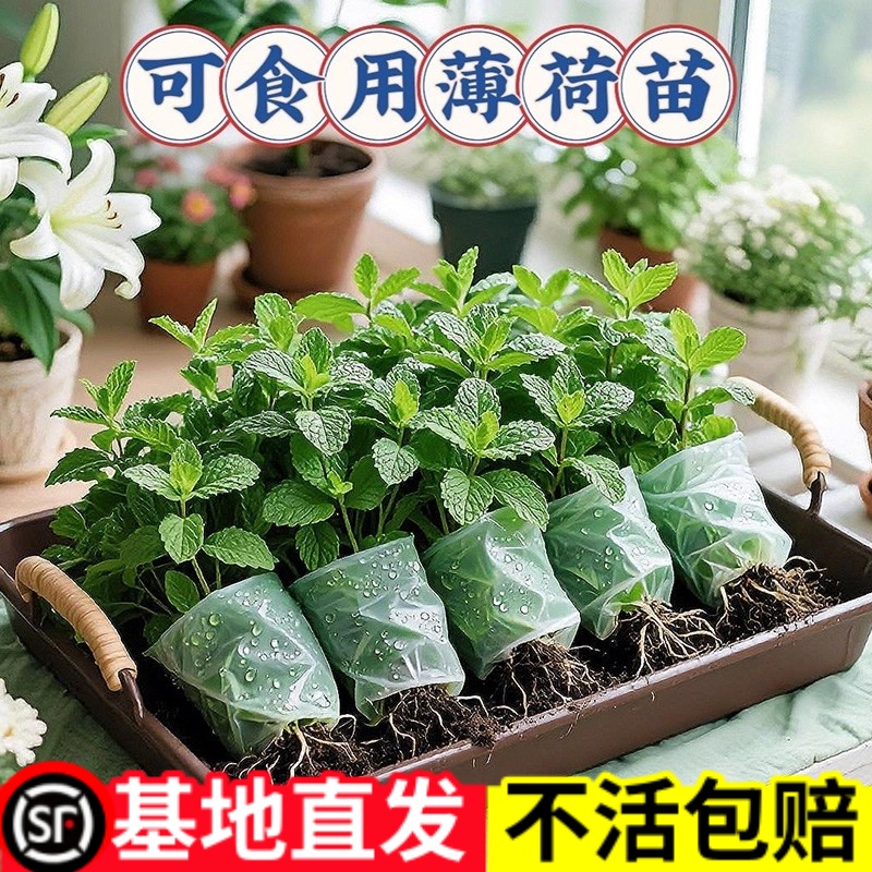 薄荷苗室内阳台驱蚊植物盆栽留兰香柠檬薄荷叶可食用绿植好养