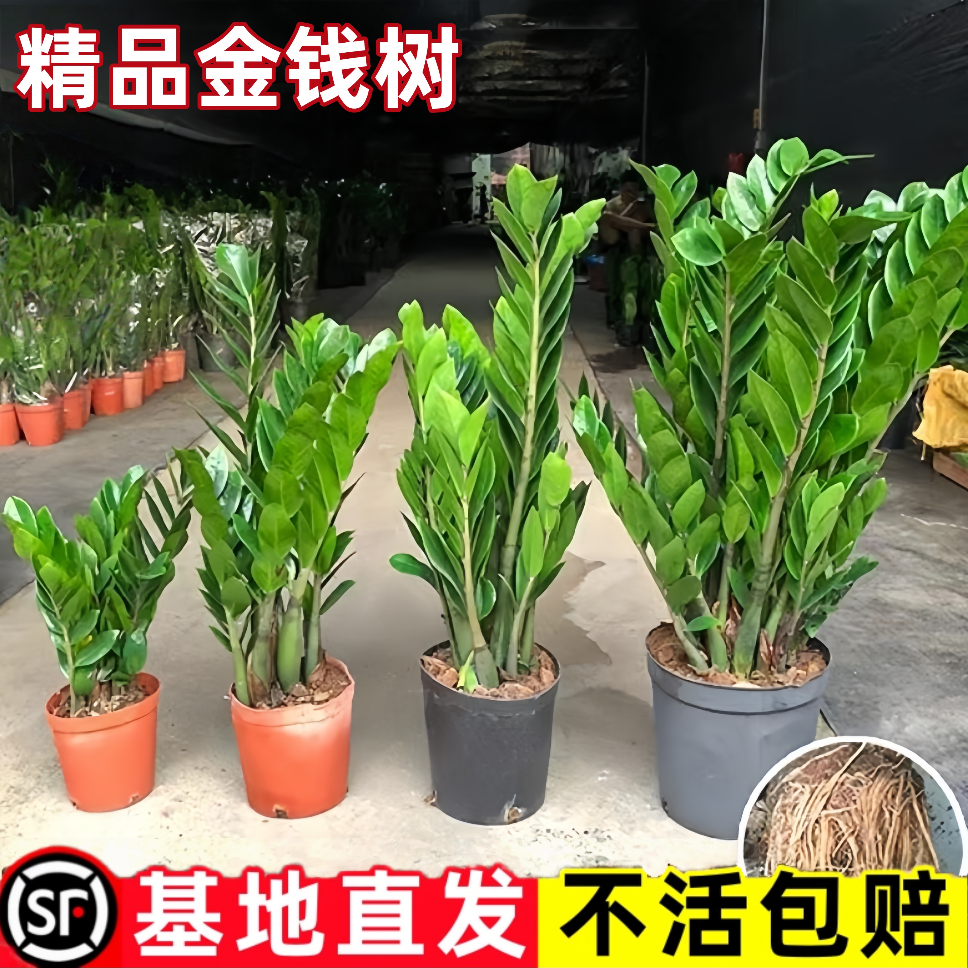 金钱树盆栽室内植物大钱串子发财树客厅大型四季好养招财花卉绿植