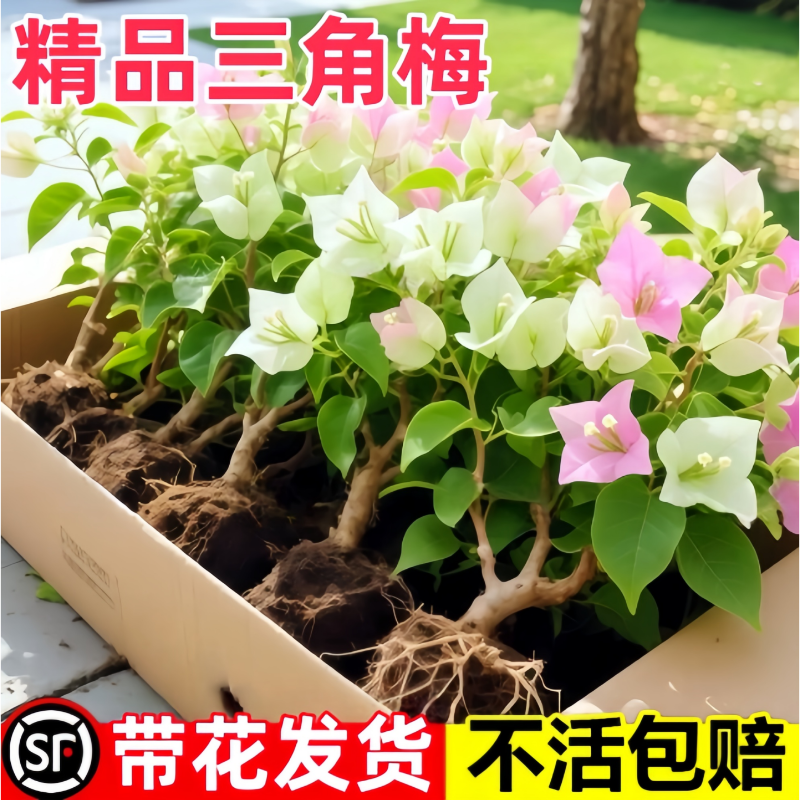 三角梅带花大苗阳台庭院盆栽树苗悬垂飘枝造景懒人花卉易成活绿植