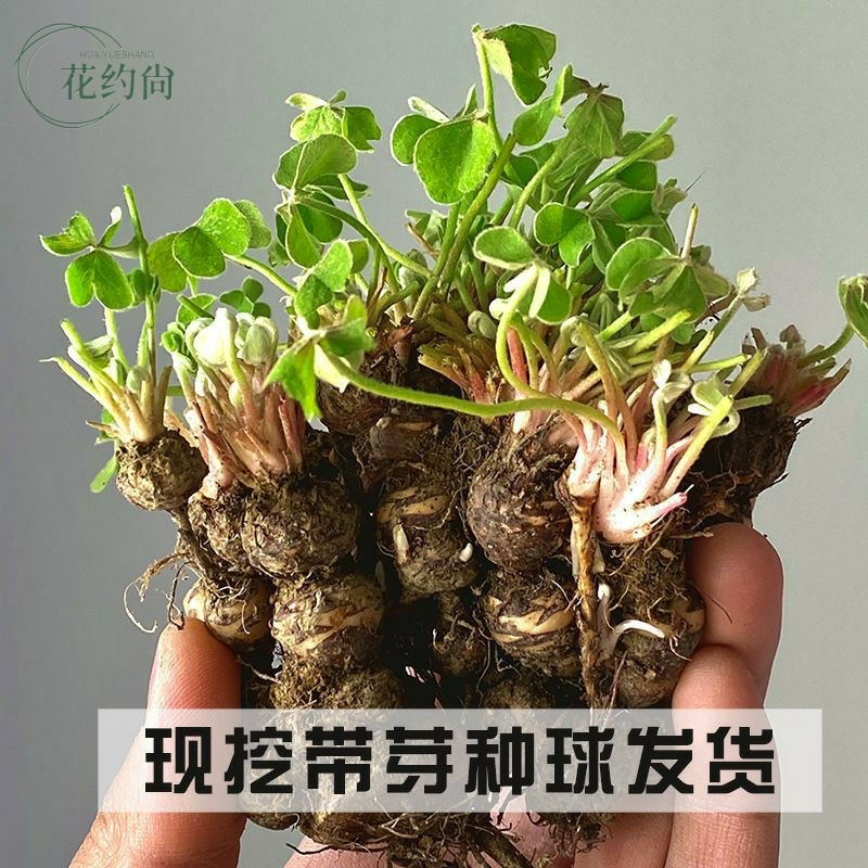 酢浆草种球红花炸浆草四季种植苗室内盆栽三叶幸运草蝴蝶花种籽子