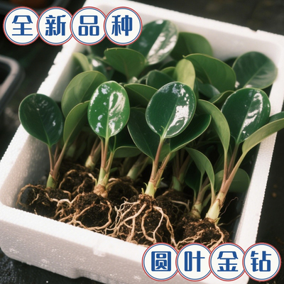 金钻盆栽室内植物花卉净化空气