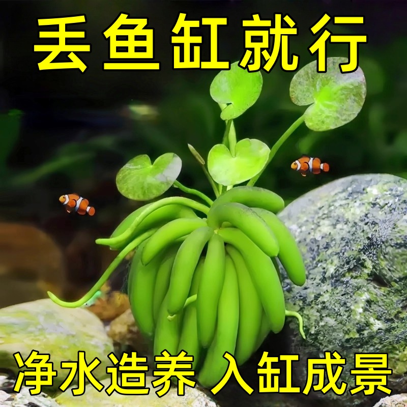 香蕉草水草鱼缸专用植物净化水质造景增氧免打理新手懒人养鱼绿植