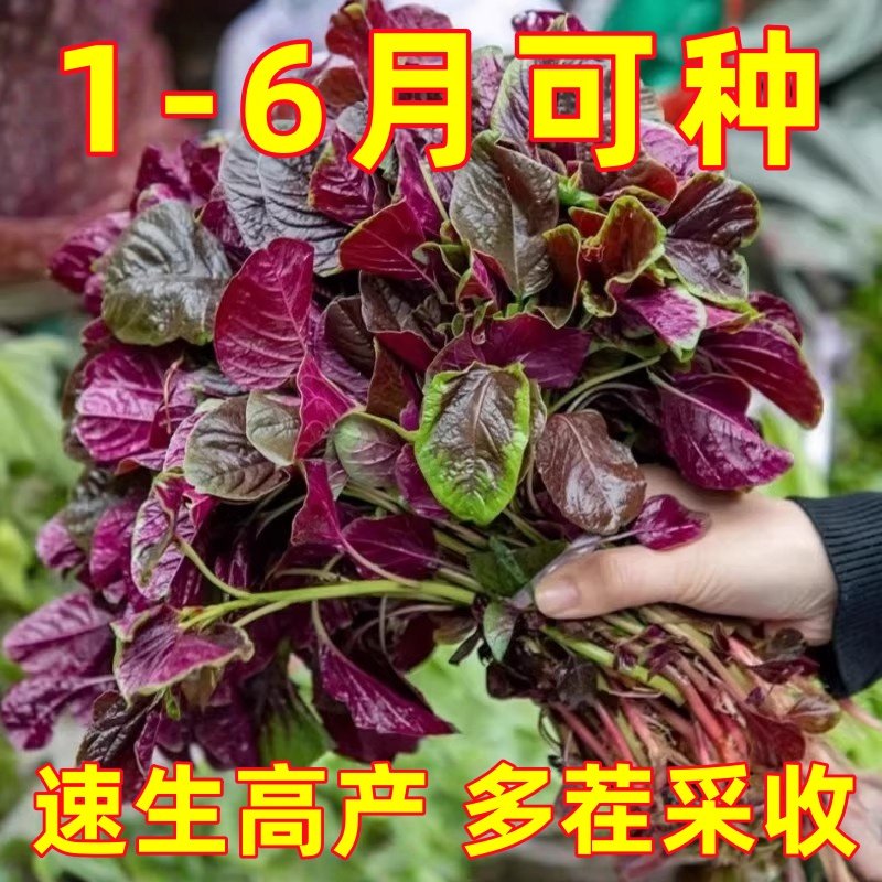 苋菜种籽大全红苋菜种子秧苗四季冬汉菜蔬菜种孑家庭阳台种植盆栽,鲜花速递/花卉仿真/绿植园艺,种苗/半成品盆栽,淘宝优惠券,粉丝福利购,淘宝优惠卷